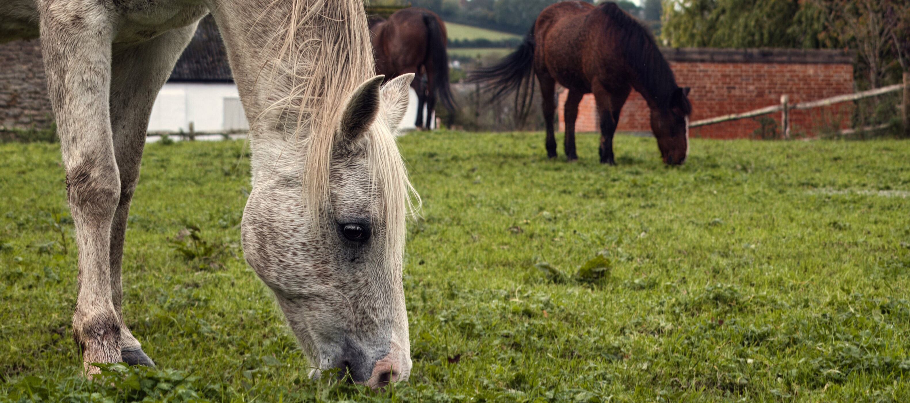 Horses Mobile